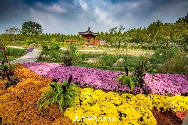 北京大興魏善莊月季小鎮(zhèn)千余種月季進(jìn)入盛花期，這個(gè)十一等您來(圖4)
