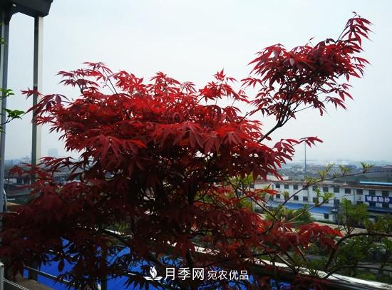 頂樓栽培花草，如何選擇品種？(圖1)