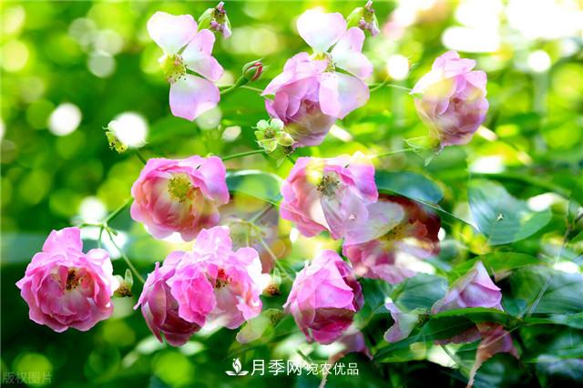 秋天種月季要注意四個(gè)問題，否則難養(yǎng)好(圖1)