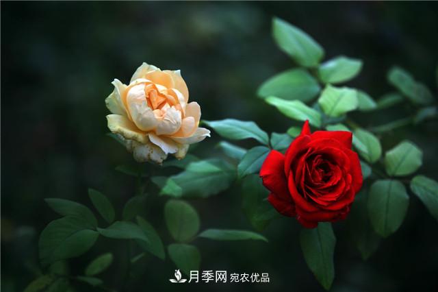 秋天種月季要注意四個(gè)問題，否則難養(yǎng)好(圖2)