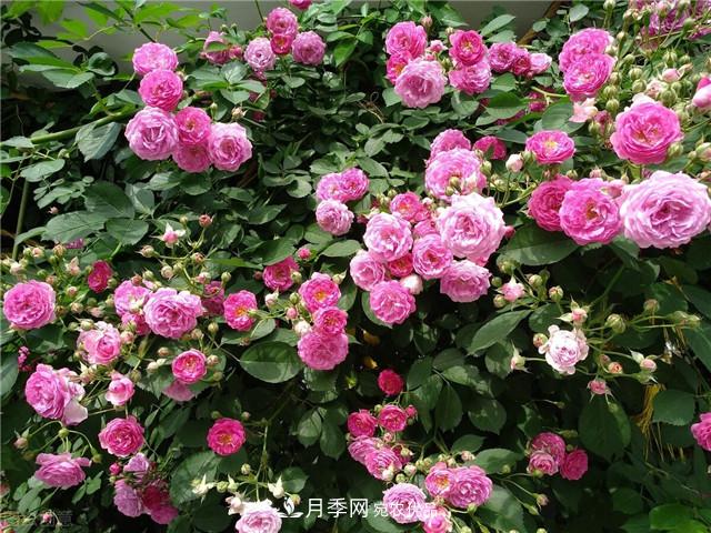秋天種月季要注意四個(gè)問題，否則難養(yǎng)好(圖3)