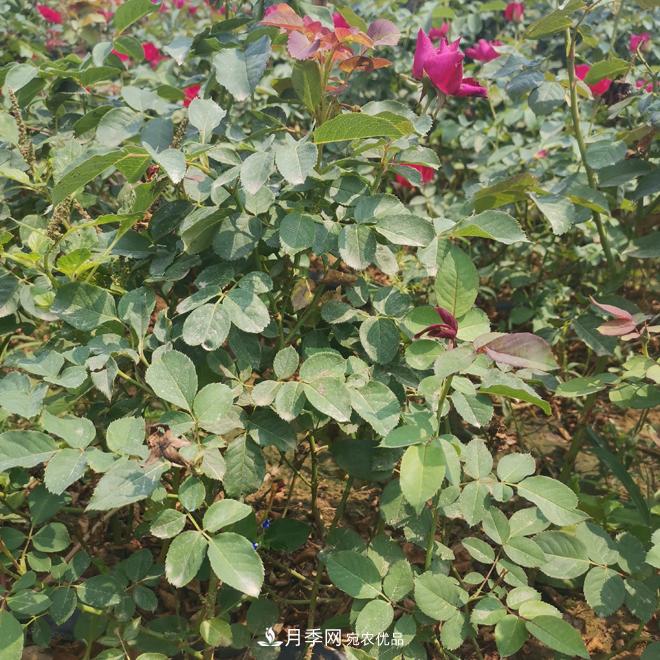 月季苗，月季花，品種齊全暢銷全國市花城市(圖1)