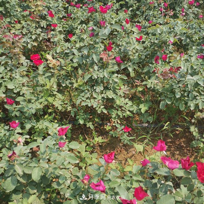 月季苗，月季花，品種齊全暢銷全國市花城市(圖2)