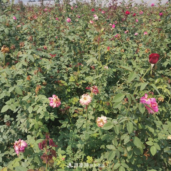 月季苗，月季花，品種齊全暢銷全國市花城市(圖3)