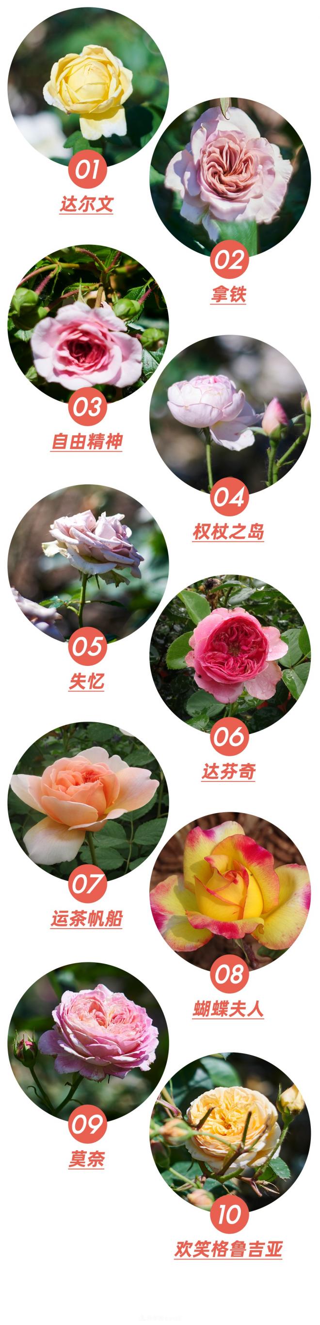 陳丹燕：不能旅行的日子，她開(kāi)始與月季對(duì)話(圖5)