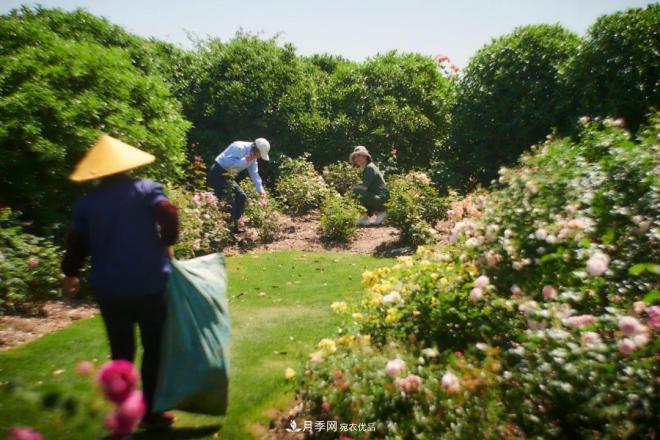 陳丹燕：不能旅行的日子，她開(kāi)始與月季對(duì)話(圖12)