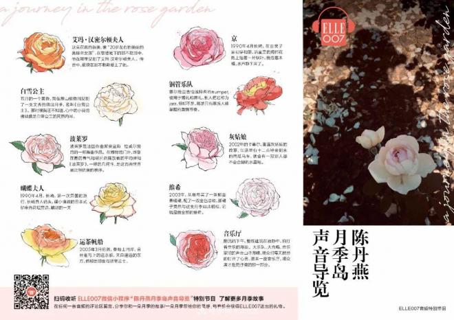 陳丹燕：不能旅行的日子，她開(kāi)始與月季對(duì)話(圖14)