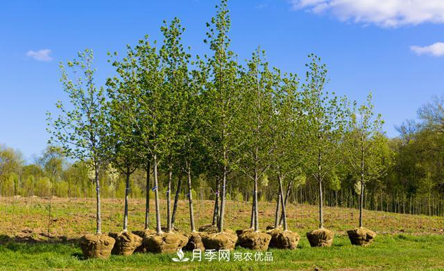 經(jīng)濟價值較高，適合在農(nóng)田種植的苗木有哪些？(圖1)