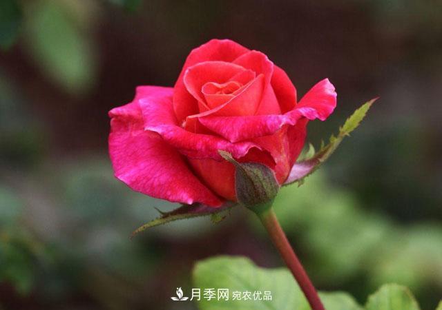 秋天的月季做好這幾點(diǎn)養(yǎng)護(hù)，花照樣盛開繼續(xù)美艷(圖1)