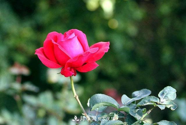 秋天的月季做好這幾點(diǎn)養(yǎng)護(hù)，花照樣盛開繼續(xù)美艷(圖2)