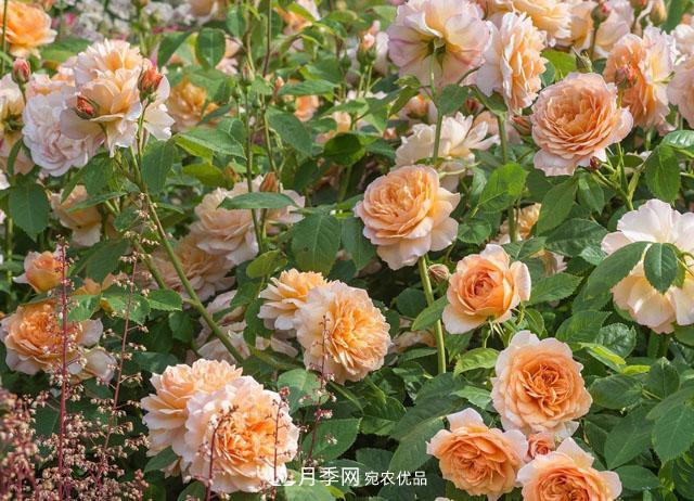 網(wǎng)購(gòu)月季應(yīng)該怎么種植？月季移栽后出現(xiàn)黃葉、枯萎是什么原因呢？(圖2)