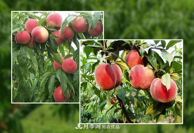 南陽陸營桃樹苗基地栽植易成活，好管理，季節(jié)選擇***重要！(圖1)