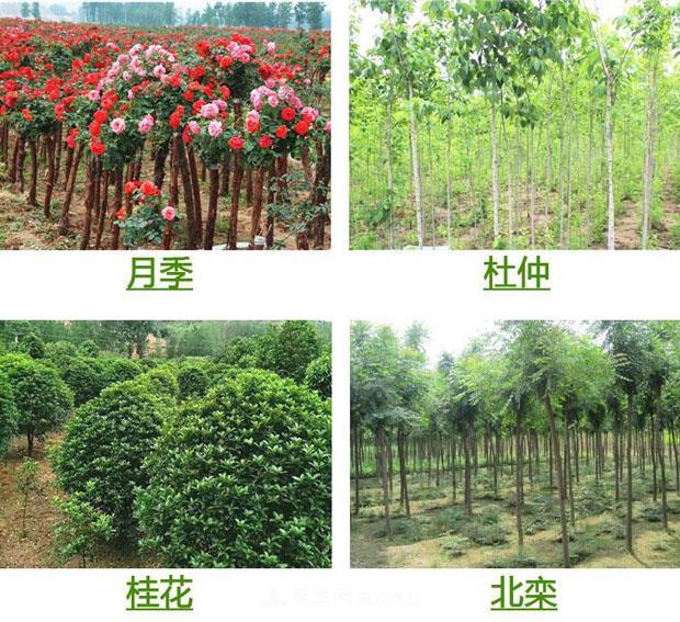栽種小苗木，掌握4個(gè)技術(shù)要領(lǐng)，來年小樹定會(huì)順利開花結(jié)果(圖1)