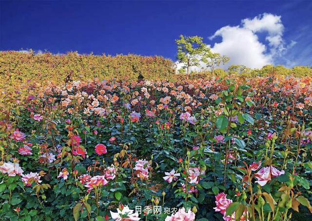 中國抖起來國慶網(wǎng)紅打卡地！蘇州月季花海等你來……(圖5)