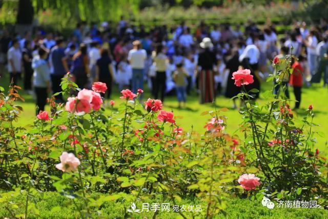 金秋花兒姹紫紅，山東濟(jì)南植物園萬株月季與您“約會(huì)”佳節(jié)(圖2)