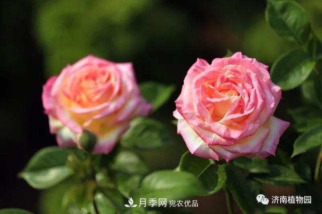金秋花兒姹紫紅，山東濟(jì)南植物園萬株月季與您“約會(huì)”佳節(jié)(圖3)