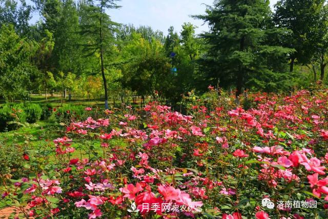 金秋花兒姹紫紅，山東濟(jì)南植物園萬株月季與您“約會(huì)”佳節(jié)(圖5)