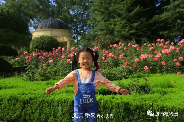 金秋花兒姹紫紅，山東濟(jì)南植物園萬株月季與您“約會(huì)”佳節(jié)(圖6)