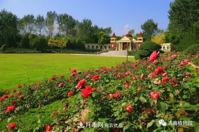 金秋花兒姹紫紅，山東濟(jì)南植物園萬株月季與您“約會(huì)”佳節(jié)(圖4)