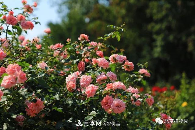 北京植物園月季花海進入盛花期，國慶觀賞正當時(圖3)