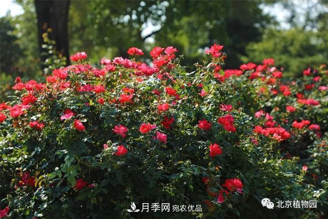 北京植物園月季花海進入盛花期，國慶觀賞正當時(圖4)