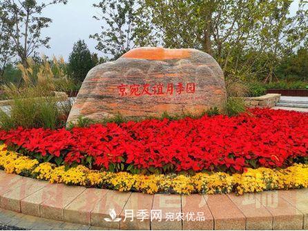 紀念南水北調(diào)南陽深厚友誼，北京京宛友誼月季園開園(圖1)
