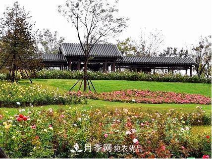 紀念南水北調(diào)南陽深厚友誼，北京京宛友誼月季園開園(圖3)