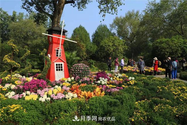 北京植物園第28屆市花展開幕，菊花月季是主角(圖2)