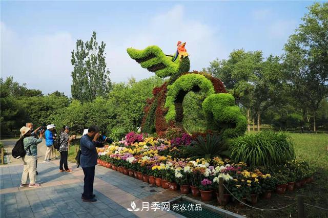北京植物園第28屆市花展開幕，菊花月季是主角(圖3)