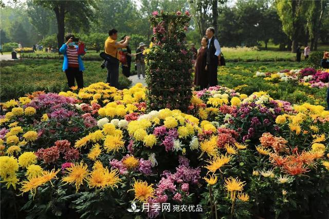 北京植物園第28屆市花展開幕，菊花月季是主角(圖4)