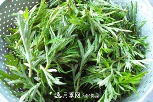 南陽到處都是的艾草竟然有這么多作用和功效！(圖1)