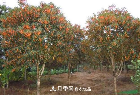 鄧州市穰東鎮(zhèn)多品種桂花園，丹桂金桂桂花樹(圖1)