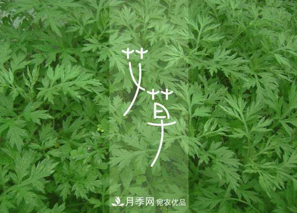 南陽(yáng)仲景艾草產(chǎn)業(yè)占全國(guó)70%份額，年產(chǎn)值10億元，叫響世界？(圖2)
