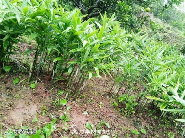 南陽(yáng)中藥材基地分享黃精種苗繁衍方法，繁育需要如何進(jìn)行(圖2)