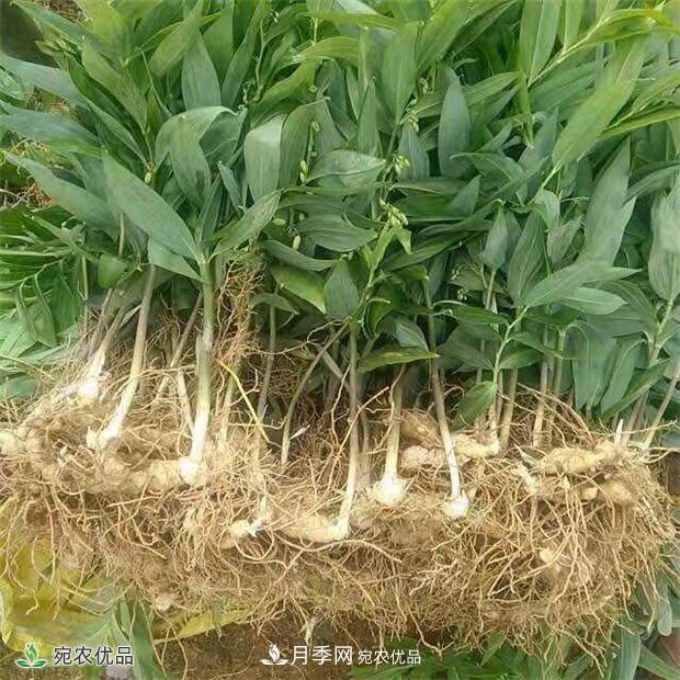 市場(chǎng)需求大，黃精種植效益分析，南陽(yáng)黃精種苗基地直銷(xiāo)價(jià)格(圖2)