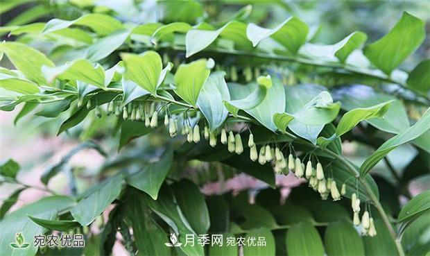 市場(chǎng)需求大，黃精種植效益分析，南陽(yáng)黃精種苗基地直銷(xiāo)價(jià)格(圖1)