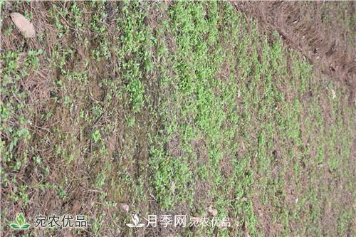 白芨種苗應(yīng)該怎么挑選？種植方法是什么？南陽基地為你講解(圖1)