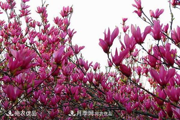 南召辛夷苗價(jià)格，辛夷苗行情，中國(guó)辛夷之鄉(xiāng)玉蘭之鄉(xiāng)(圖1)