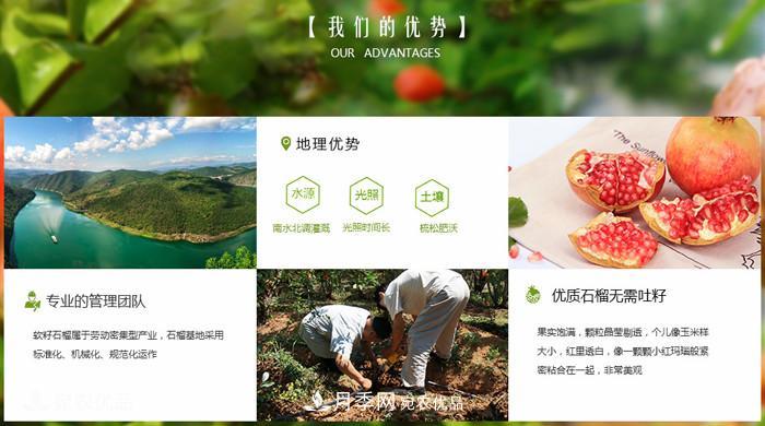 淅川突尼斯軟籽石榴基地批發(fā)價格，好水果(圖4)