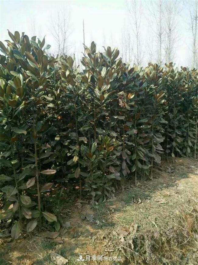 南陽南召玉蘭基地，廣玉蘭苗木繁育技術分享(圖1)