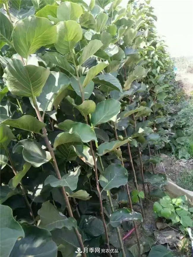 南陽南召玉蘭基地，廣玉蘭苗木繁育技術分享(圖2)