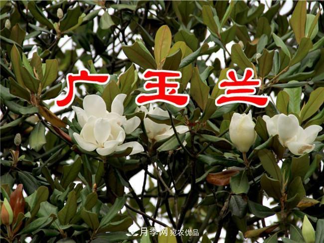 南陽南召玉蘭基地，廣玉蘭苗木繁育技術分享(圖3)