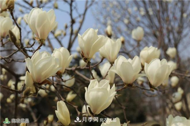 中國玉蘭之鄉(xiāng)，南陽白玉蘭花開潔白如玉(圖1)