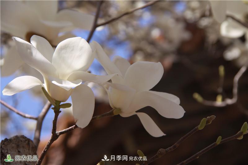中國玉蘭之鄉(xiāng)，南陽白玉蘭花開潔白如玉(圖4)