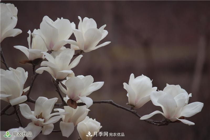 中國玉蘭之鄉(xiāng)，南陽白玉蘭花開潔白如玉(圖2)