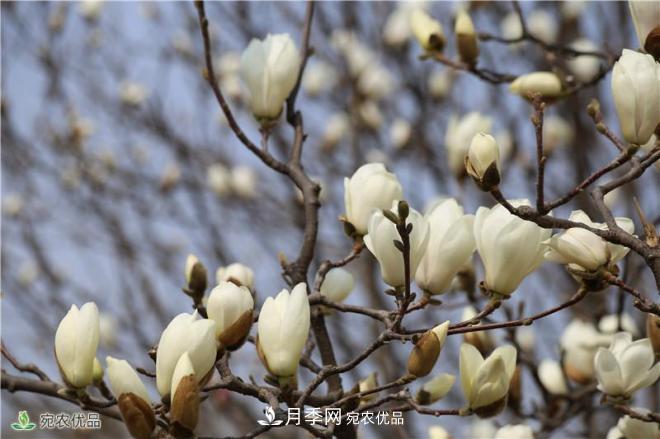 中國玉蘭之鄉(xiāng)，南陽白玉蘭花開潔白如玉(圖6)