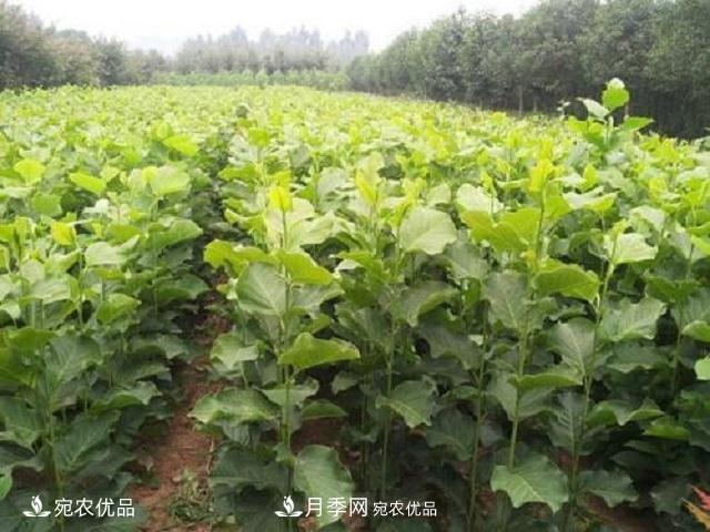 南陽辛夷花苗木的種植栽培技術(圖2)