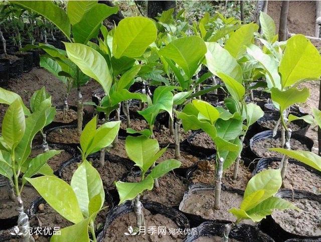 南陽辛夷花苗木的種植栽培技術(圖1)