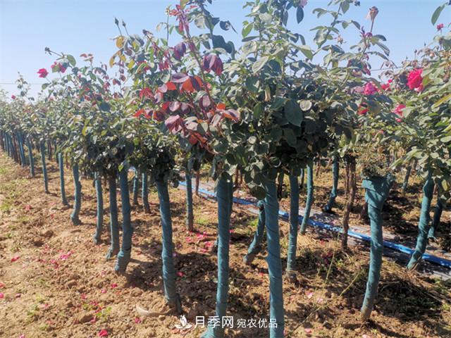 什么樣的南陽(yáng)苗木才能賣(mài)出高價(jià)！(圖1)