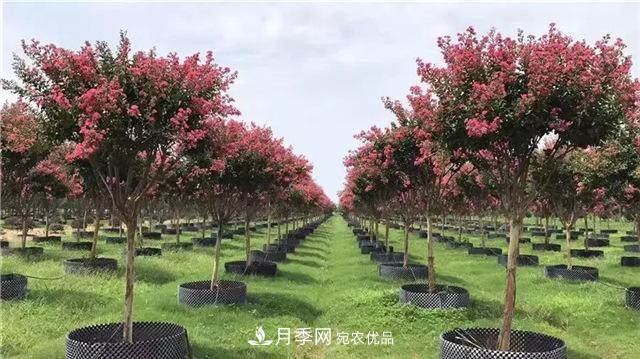 什么樣的南陽(yáng)苗木才能賣(mài)出高價(jià)！(圖2)